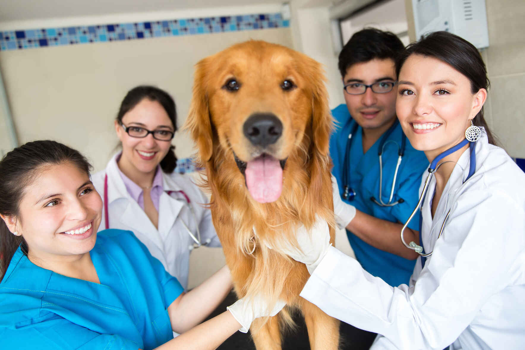 Let's help Paws for the Cause build a new surgical suite! image